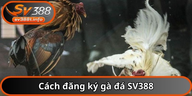 Cách đăng ký gà đá SV388