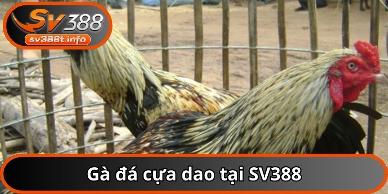 Gà đá cựa dao tại SV388