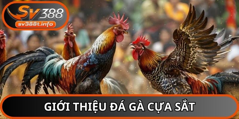 Giới thiệu bộ môn đá gà cựa sắt tại nhà cái SV388