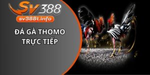 Đá Gà Thomo Trực Tiếp