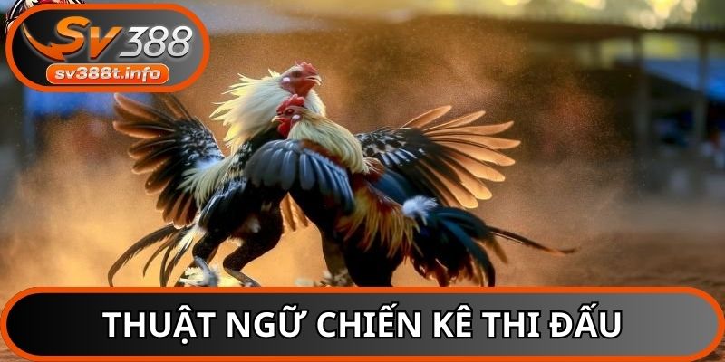 Nắm rõ các thuật ngữ đá gà khi chiến kê bước vào cuộc đấu