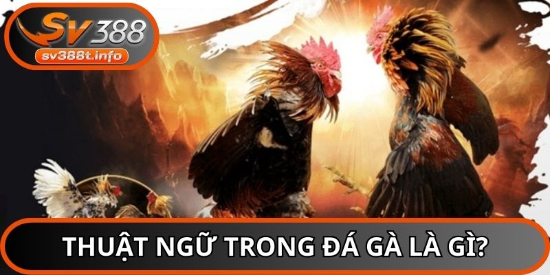 Tìm hiểu thuật ngữ trong đá gà